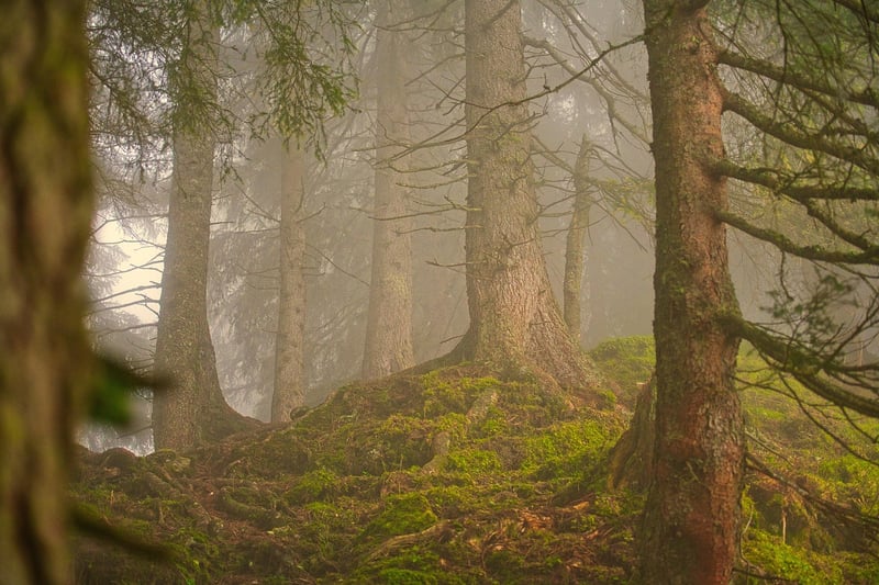 Peaceful Forests